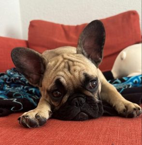 Jeune bouledogue français allongé qui regarde sur le côté