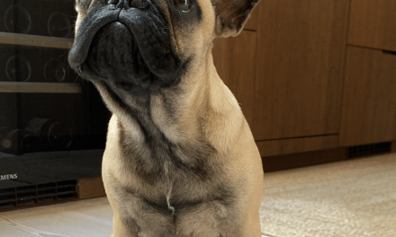 3 conseils clés pour bien éduquer son bouledogue français