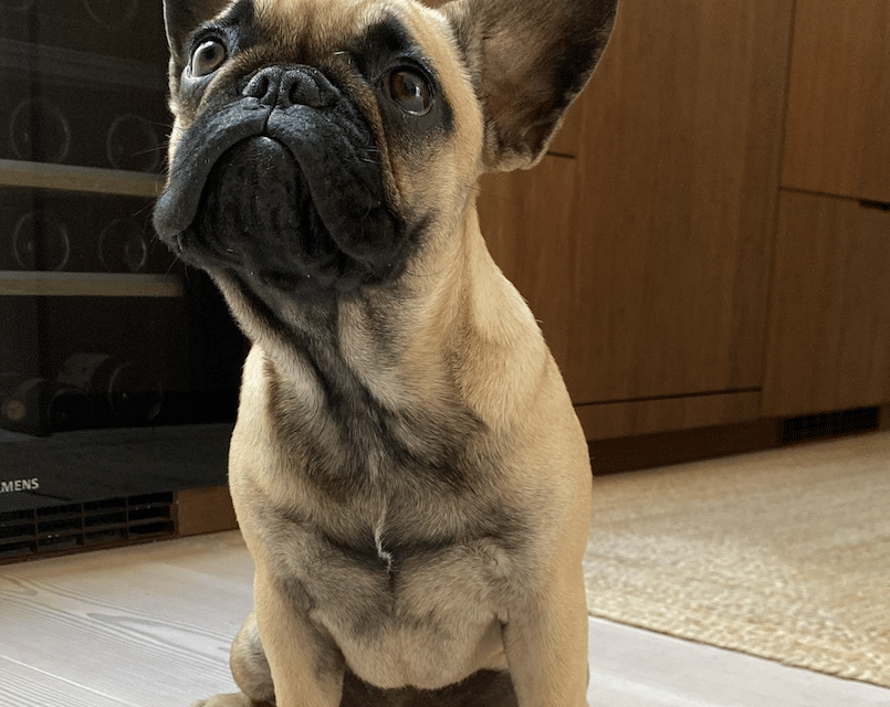 3 conseils clés pour bien éduquer son bouledogue français