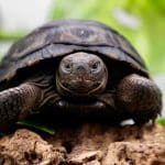 Une tortue géante des Galápagos voit le jour pour la première fois sur le territoire français