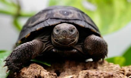 Une tortue géante des Galápagos voit le jour pour la première fois sur le territoire français