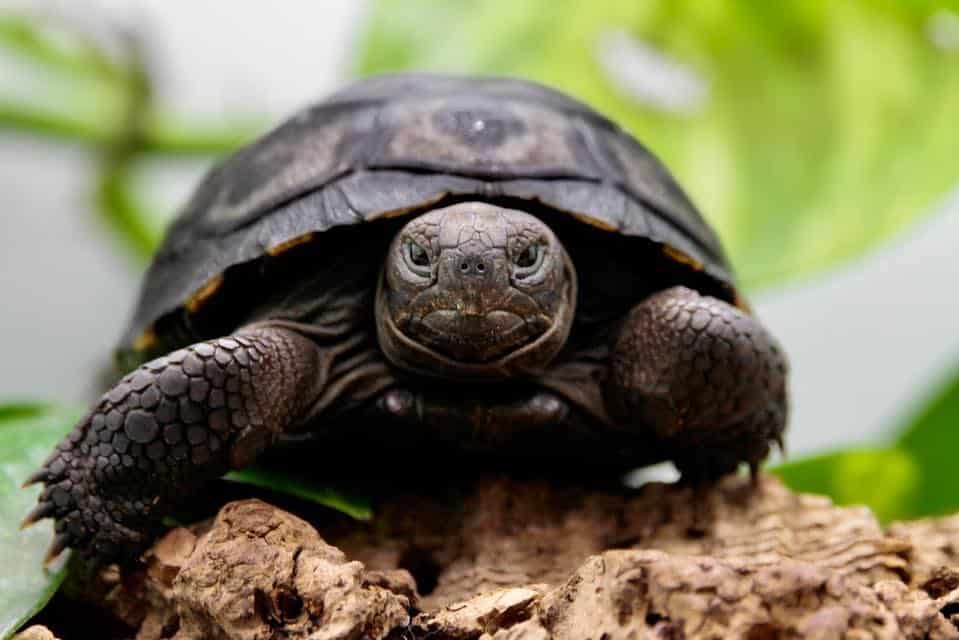 Une tortue géante des Galápagos voit le jour pour la première fois sur le territoire français