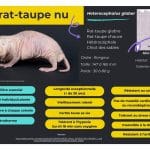 Le rat-taupe nu : au-delà des fantasmes, rencontre avec un animal hors du commun