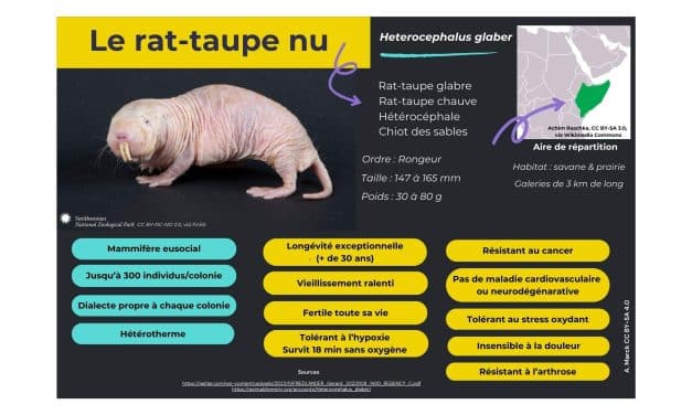 Le rat-taupe nu : au-delà des fantasmes, rencontre avec un animal hors du commun