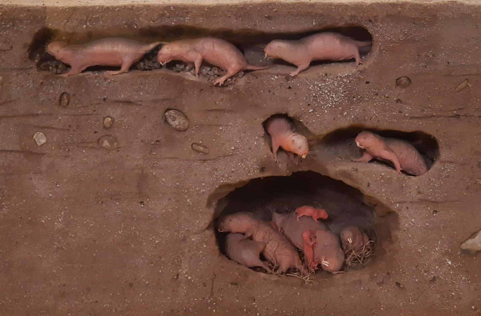 Reconstitution en coupe d'un terrier de rat-taupe nu