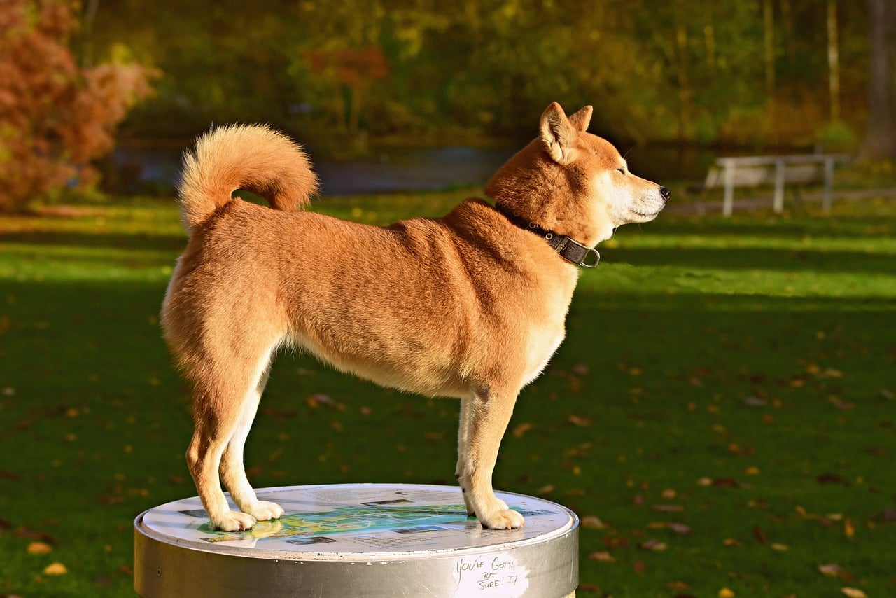 shiba inu roux