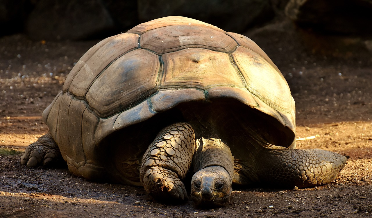 Tortue géante des Galápagos âge adulte