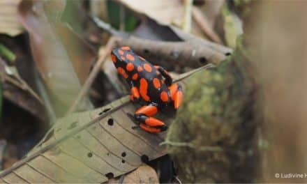 Faire « suer » les amphibiens pour les sauver d’une mycose tueuse