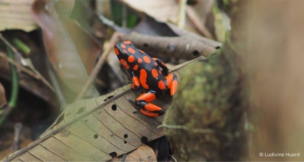 Faire « suer » les amphibiens pour les sauver d’une mycose tueuse