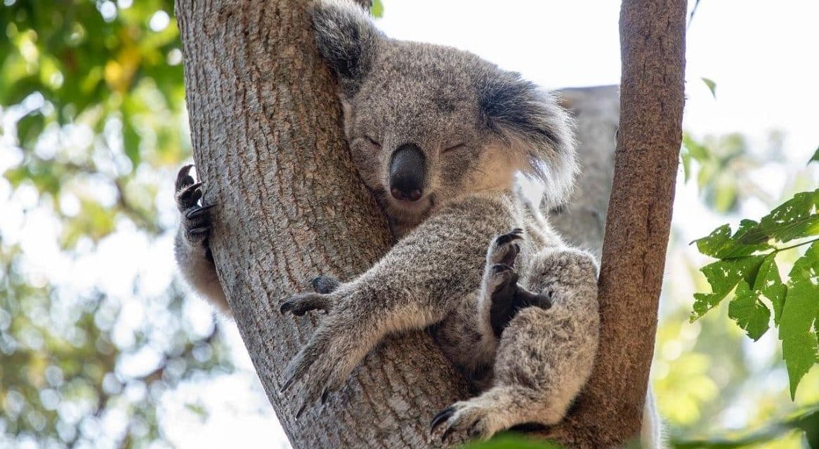 Australie : après les ravages des flammes, les koalas sont de retour sur l’île Kangourou !