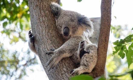 Australie : après les ravages des flammes, les koalas sont de retour sur l’île Kangourou !