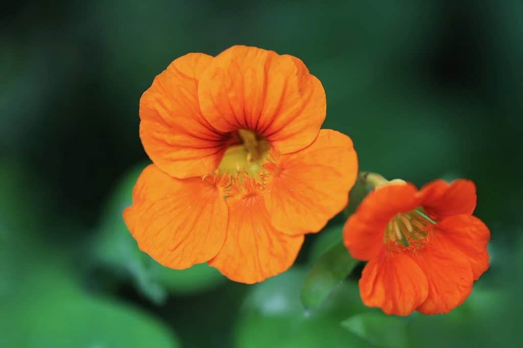 Deux fleurs de capucine de couleur orange prêtes à cueillir pour les déguster. 