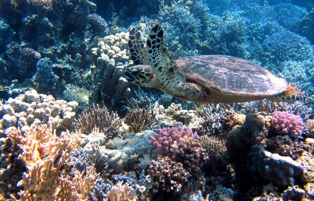 Une expédition surprise révèle le corail le plus vaste jamais répertorié : l’espoir renaît pour la biodiversité marine !