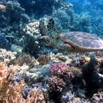 Une expédition surprise révèle le corail le plus vaste jamais répertorié : l’espoir renaît pour la biodiversité marine !