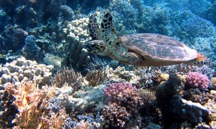 Une expédition surprise révèle le corail le plus vaste jamais répertorié : l’espoir renaît pour la biodiversité marine !