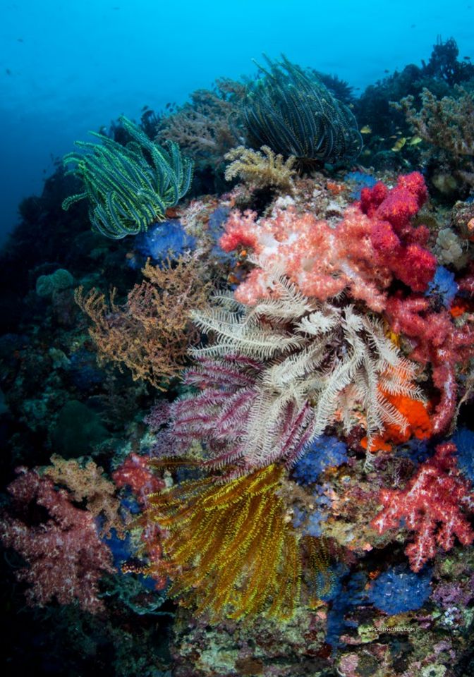 Un récif corallien de la zone du Triangle de Corail. On y voit du bleu, du jaune, du rose et du vert. Les couleurs sont vives. 