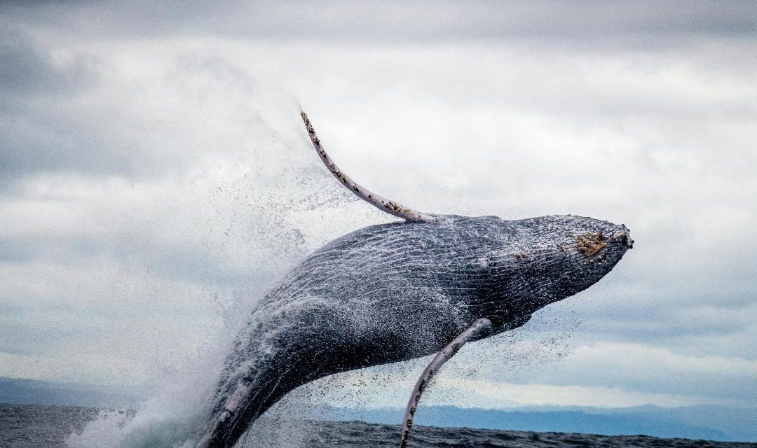 Paul Watson libéré, le combat contre la chasse aux baleines reprend de plus belle !