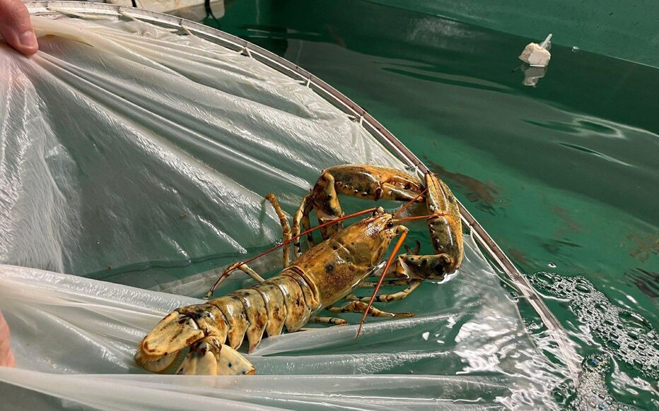 Encore plus rarissime que le gros lot du loto, la fabuleuse aventure du pêcheur et son homard d’or