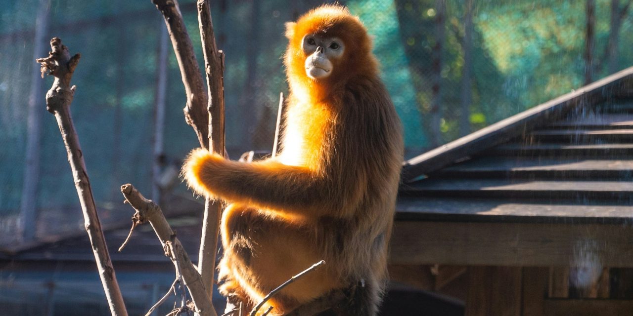 L’année des nouvelles rencontres, le Zooparc de Beauval accueille les singes dorés en 2025