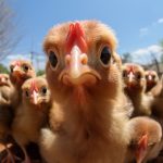 Poule Pour Tous : la boîte qui sauve les poules