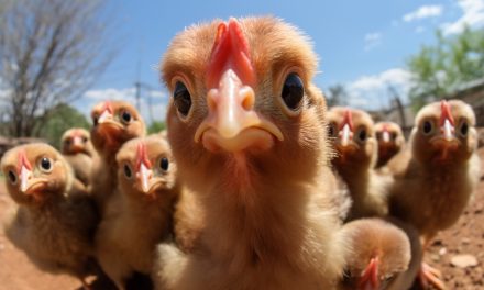 Poule Pour Tous : la boîte qui sauve les poules