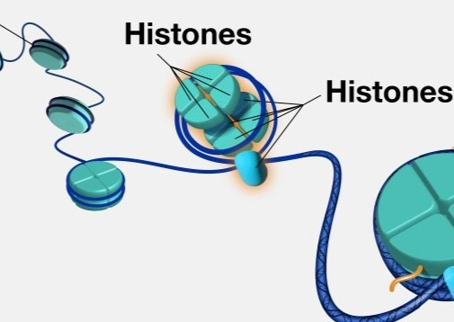 Brin d'ADN s'enroulant autour des histones