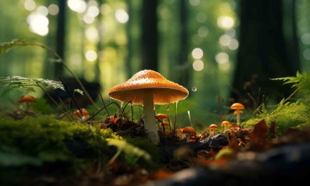 Des routes plus écologiques grâce aux champignons !