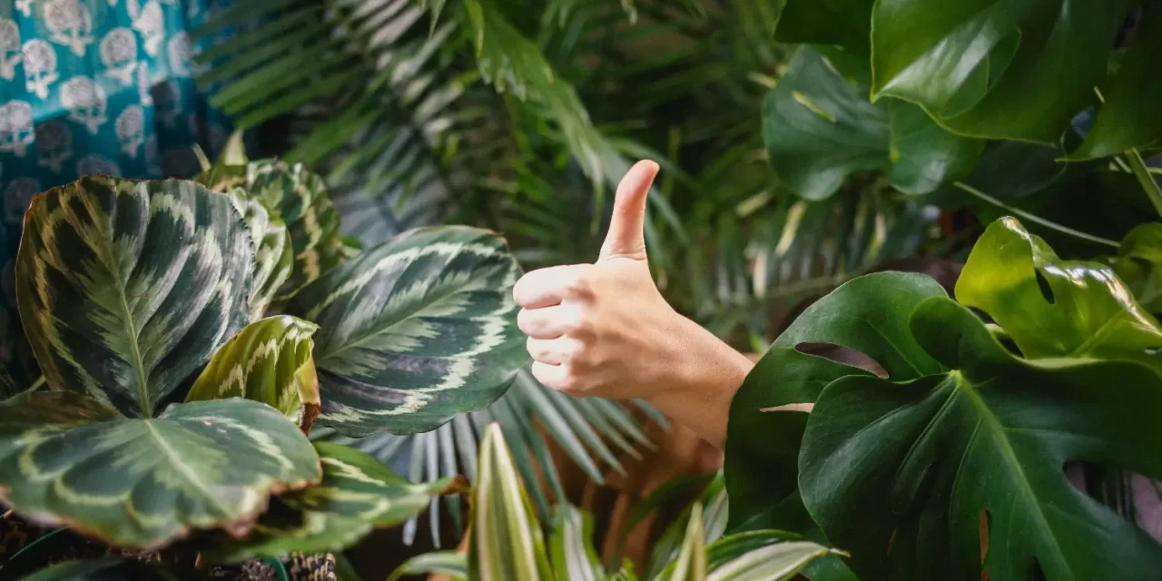 Comment acquérir de nouvelles plantes sans dépenser un radis ?