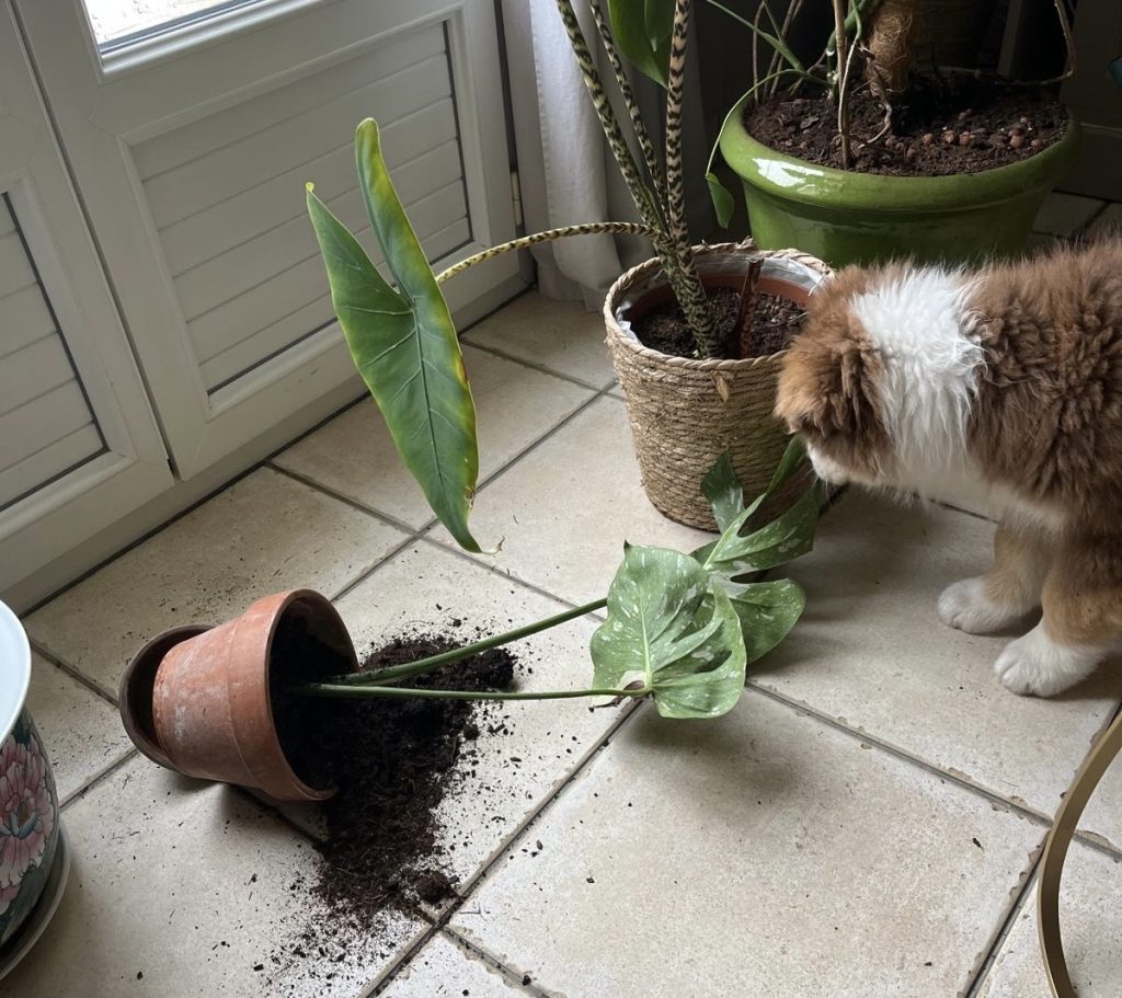 chiot qui a renversé un pot de fleur.