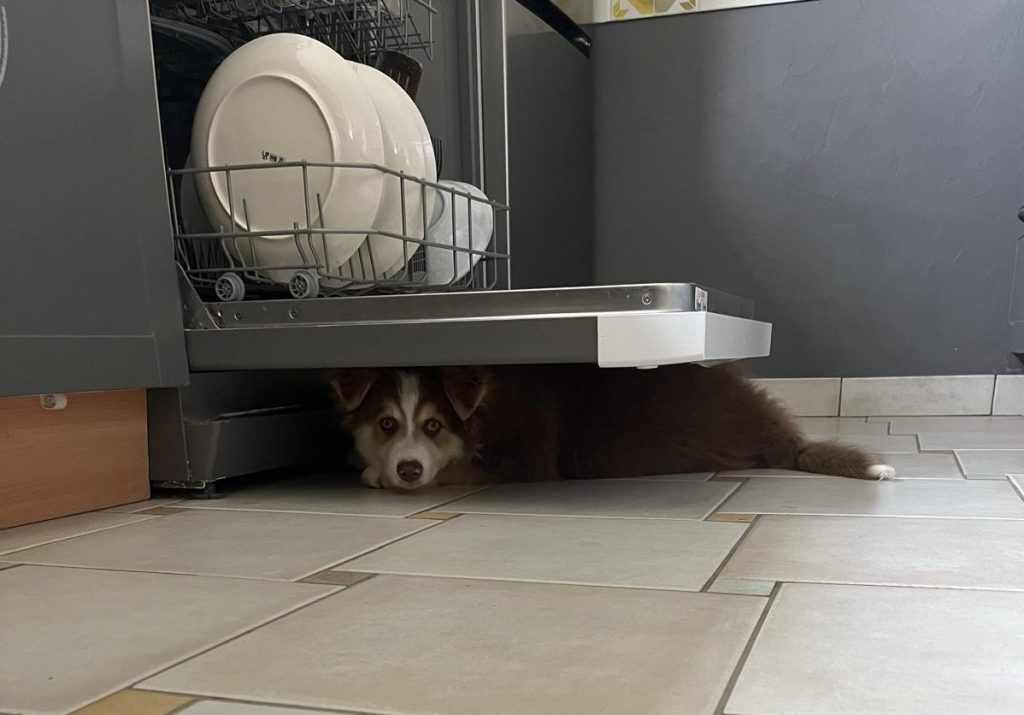 chiot caché sous lave vaisselle