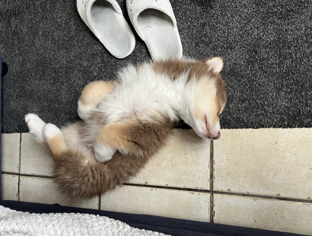 Chiot qui dort paisiblement sur le sol