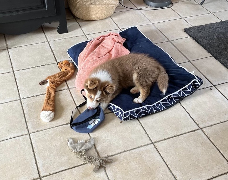Chien couché sur son coussin entouré d'objets qu'il a volé