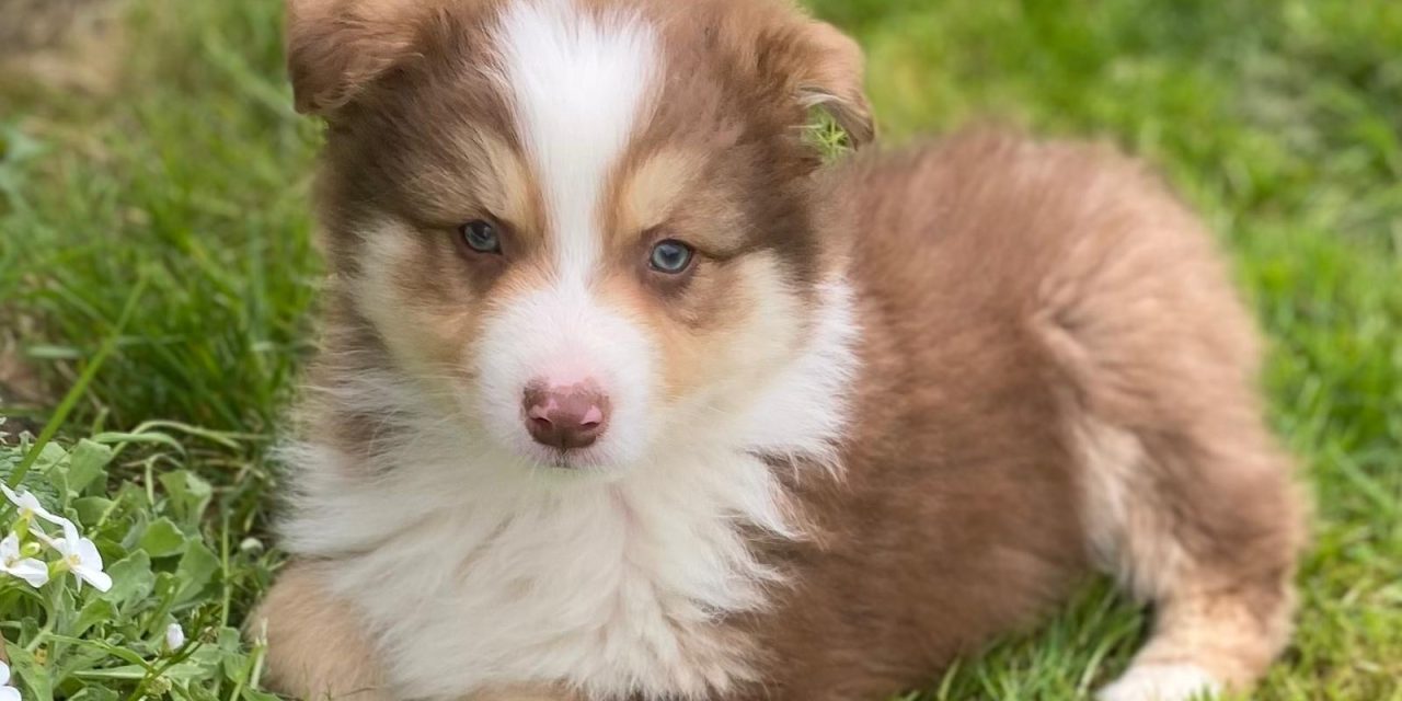 Le puppy blues, mode d’emploi pour survivre à la tempête émotionnelle de l’arrivée d’un chiot