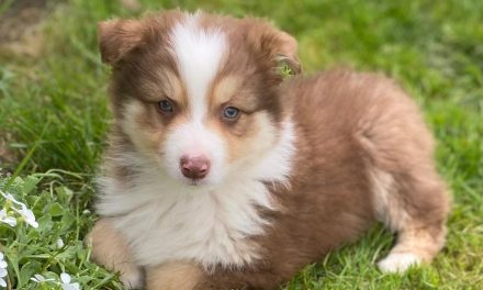 Le puppy blues, mode d’emploi pour survivre à la tempête émotionnelle de l’arrivée d’un chiot