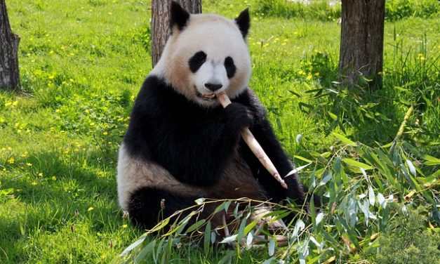 Renaissance animale : les espèces qui ont échappé à l’extinction et les raisons de leur survie