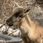 6 nouveau-nés caribous redonnent espoir à la Gaspésie