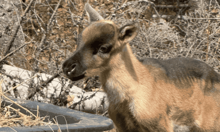 6 nouveau-nés caribous redonnent espoir à la Gaspésie