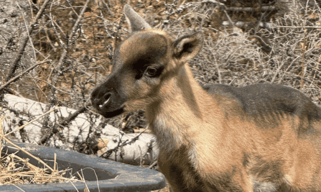6 nouveau-nés caribous redonnent espoir à la Gaspésie