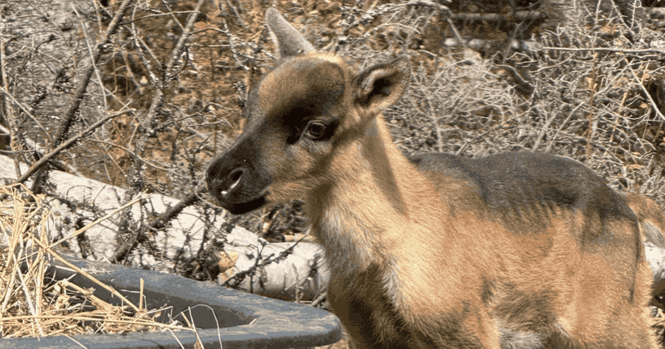 6 nouveau-nés caribous redonnent espoir à la Gaspésie