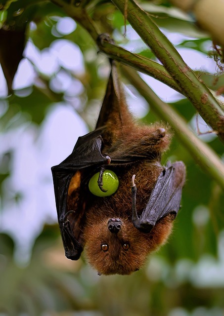 Les chauve-souris protègent les vignes en agriculture biologique.