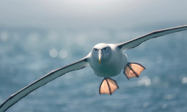 Renaissance océanique : l’albatros, ultime héros, devient espion pour la biodiversité marine !
