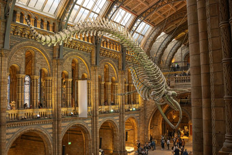 Hall d'entrée principal du musée d'histoire naturelle à Londres