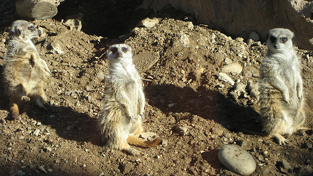 3 suricates en alerte