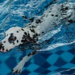 La thérapie aquatique canine : une solution efficace pour améliorer la santé de votre fidèle compagnon