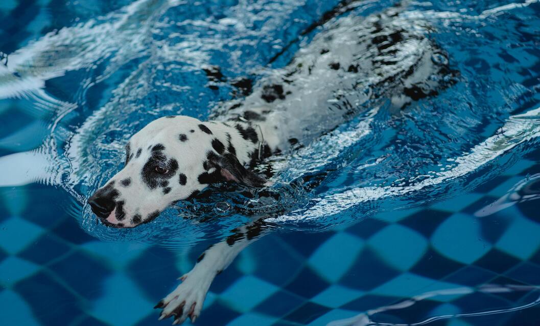 La thérapie aquatique canine : une solution efficace pour améliorer la santé de votre fidèle compagnon