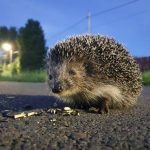 un hérisson traversant une route pour chercher sa nourriture la nuit