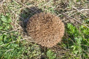 le herisson se protege des predateurs en se mettant en boule 