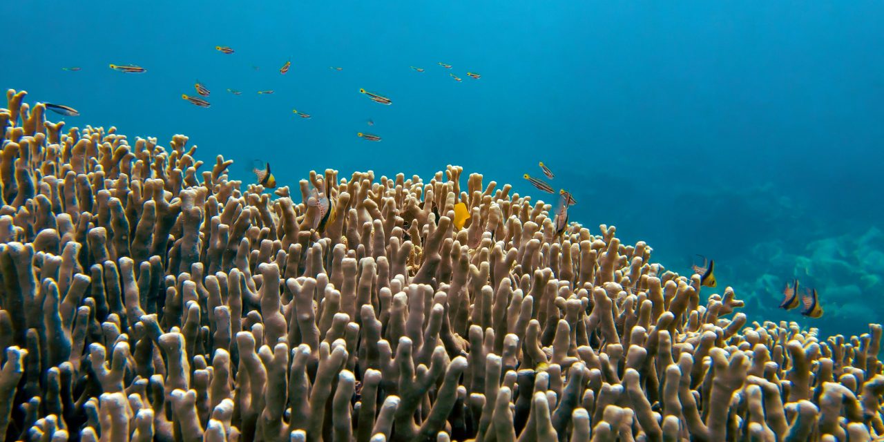 En Polynésie française, un corail ultrarésistant défie le réchauffement des océans !