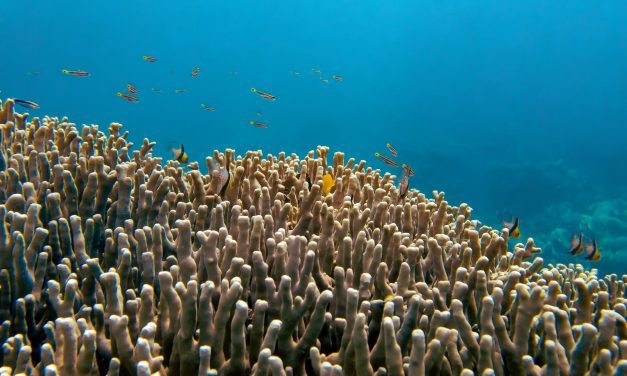 En Polynésie française, un corail ultrarésistant défie le réchauffement des océans !