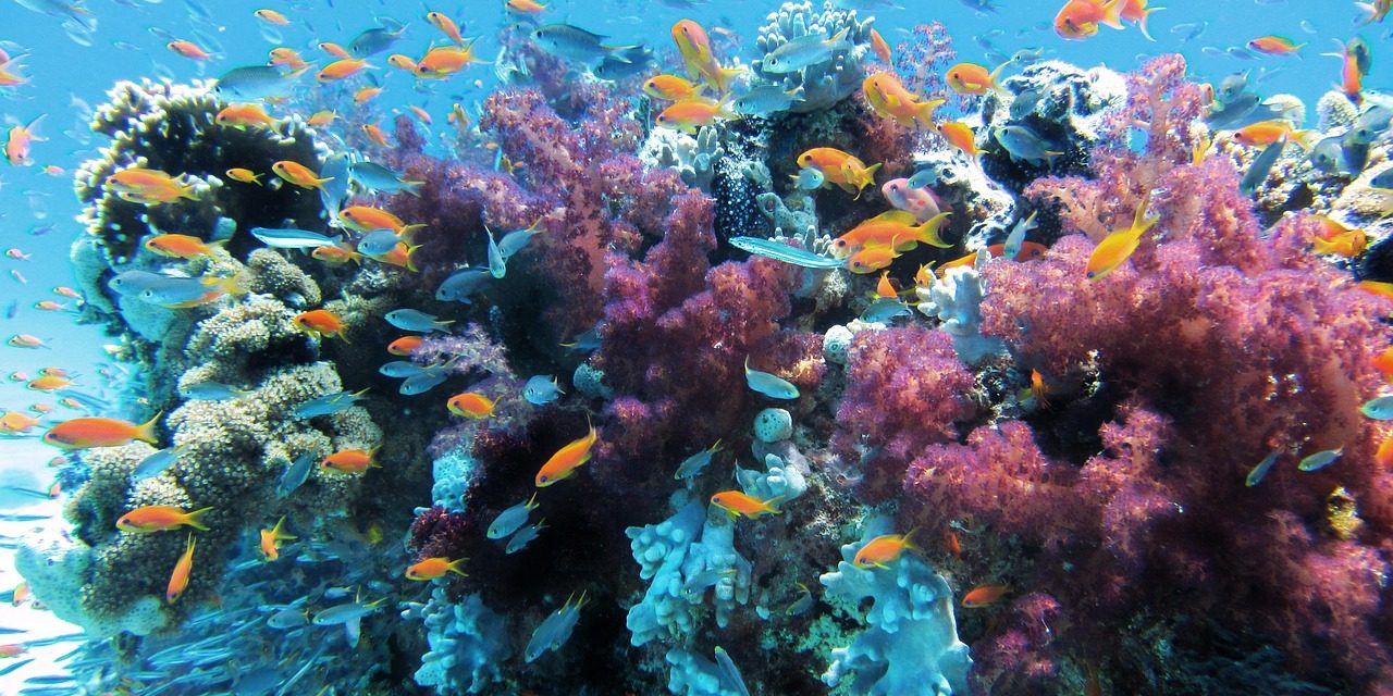 Du corail qui s’adapte au changement du climat : un bel exemple de résilience